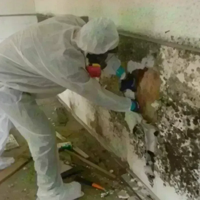 Mold Remediation and Removal in Harrisburg, OR